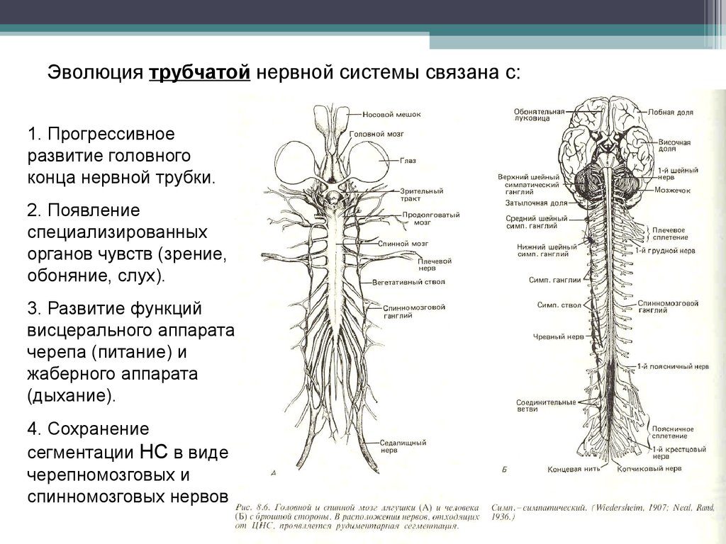 Нервные узлы и нервные стволы. Строение нервной системы спинной мозг схема. Нервная система животных схема. Схема строения центральной нервной системы человека.