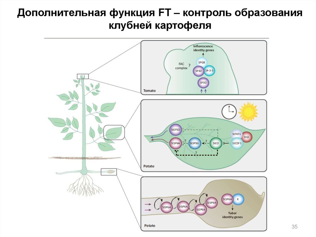 Генетика картофеля. Генетика развития отдельных органов растения. 2 Фазы инициации цветения. Генетика картофеля картинки для презентации. Генетический контроль развития растений животных и человека