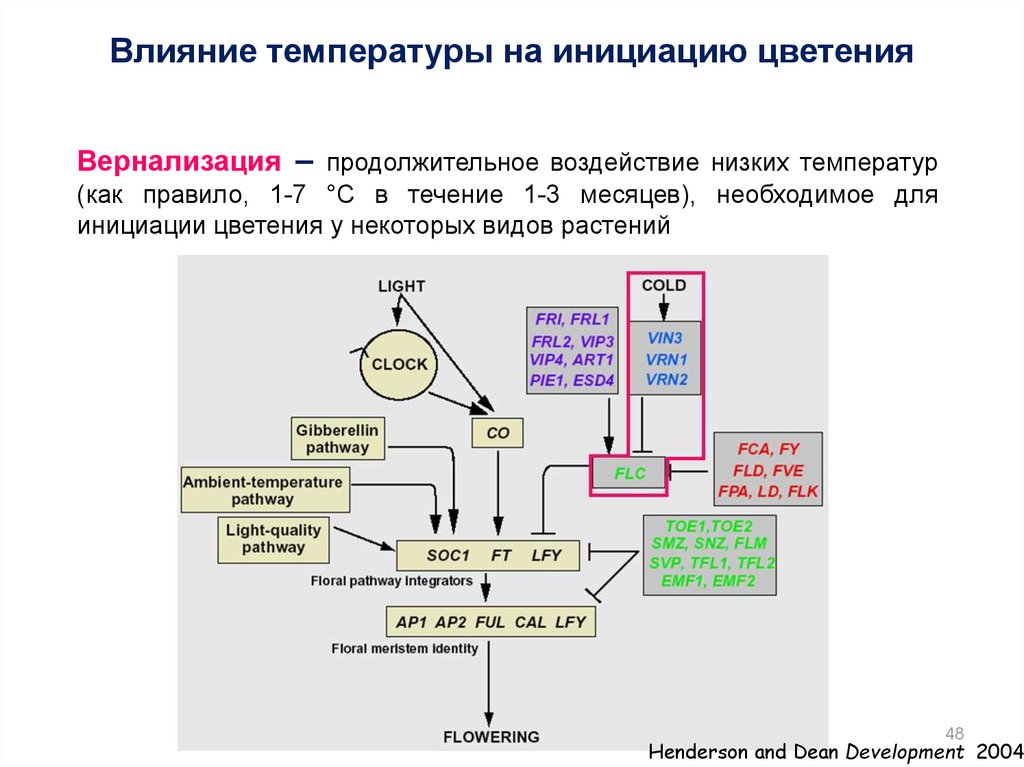 Инициация в 1с. Механизмы генетических влияний. 2 Фазы инициации цветения. Механизмы инициации предложений виды. Вернализация.