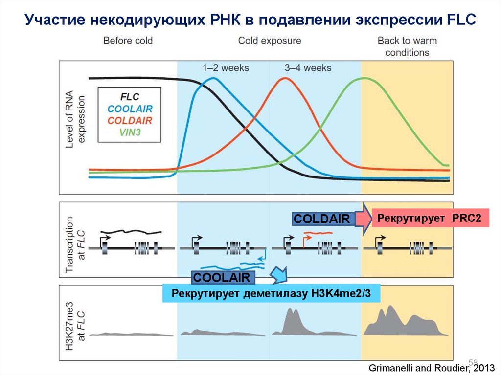 Длинные некодирующие рнк. 2 Фазы инициации цветения. Некодирующая РНК. Некодированный путь.