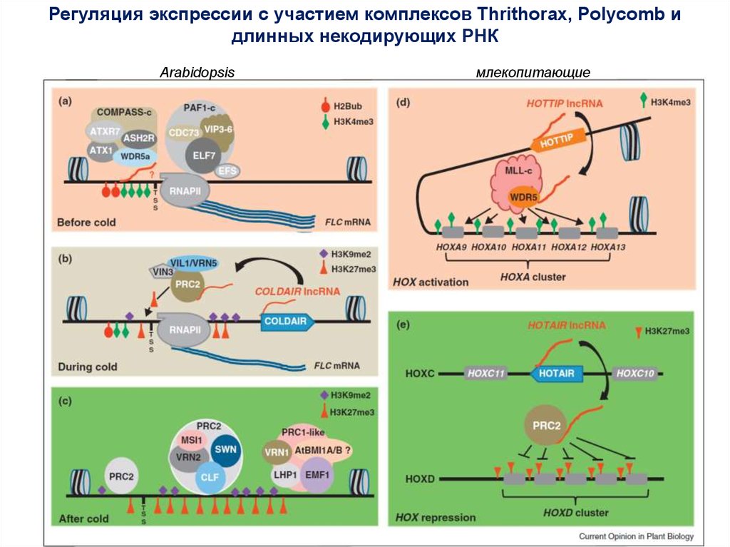 Длинные некодирующие рнк. Молекулярно генетические механизмы. Молекулярно-генетические механизмы эволюции. Длинные некодирующие РНК функции. Регуляция экспрессии с помощью МИКРОРНК.