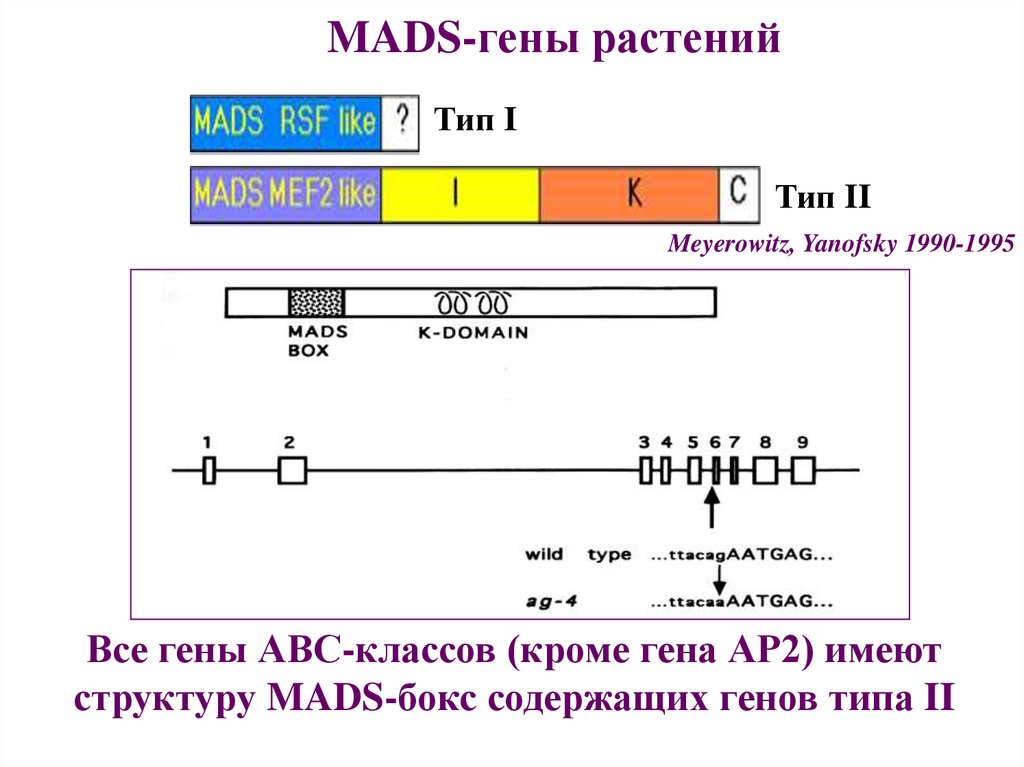 Гена тип. Гены растений. Ген ar. Mads-бокс генов. Гены АВС.