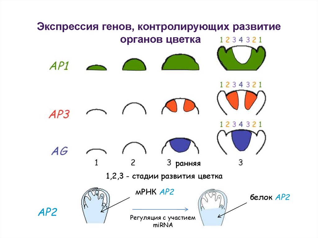 Как называть гену. Экспрессия ранних генов. Гены контроля раннего развития. Гены регулирующие развитие цветка. Ген контроль ранних этапов развития.