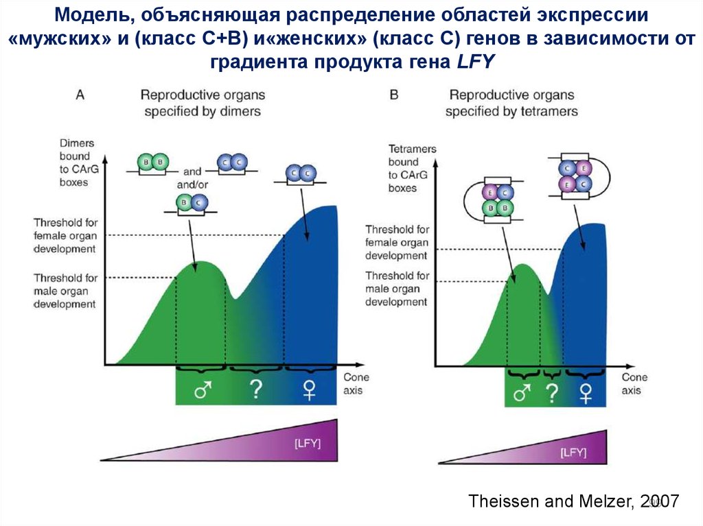 Модели объяснения. Область распределения. Градиент зависимые зоны кт. IQ зависит от генов. Функция продукта Гена p24.