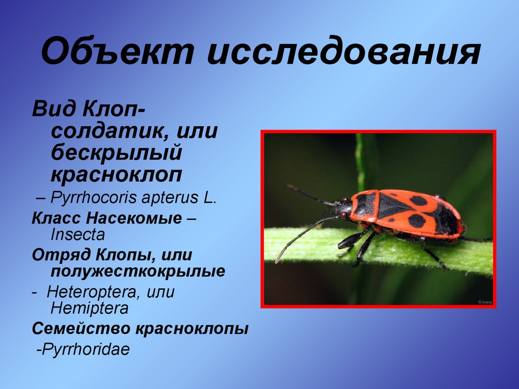 Клоп краткое содержание. Красноклоп бескрылый ( клоп-солдатик) (Pyrrhocoris apterus). Клоп-солдатик, краснокло́п бескрылый. Клоп солдатик отряд. Жук клоп солдатик описание.