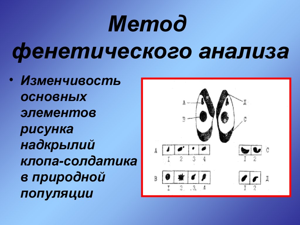 Метод фенетического анализа