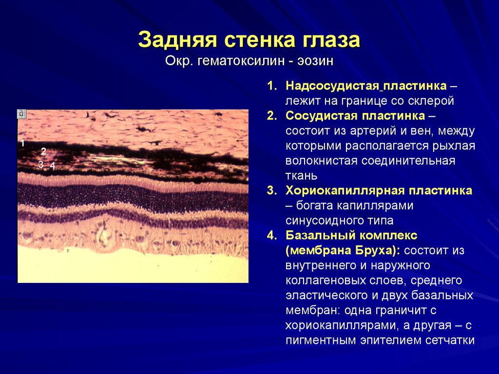 Органы чувств гистология презентация