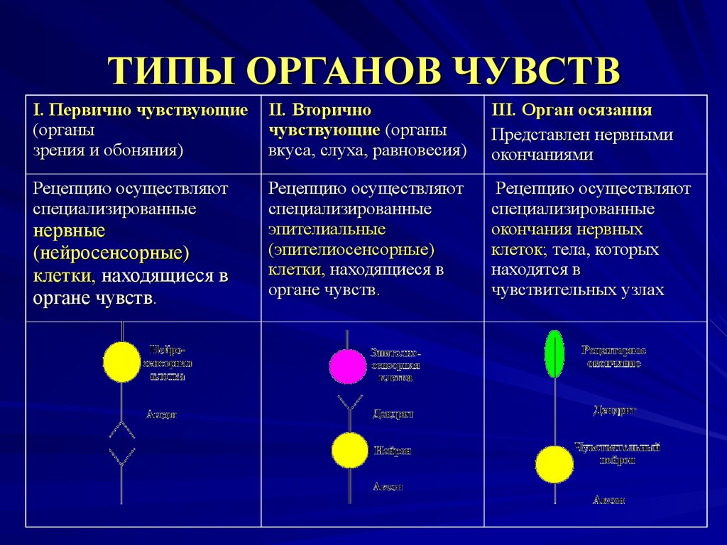 Типы органов