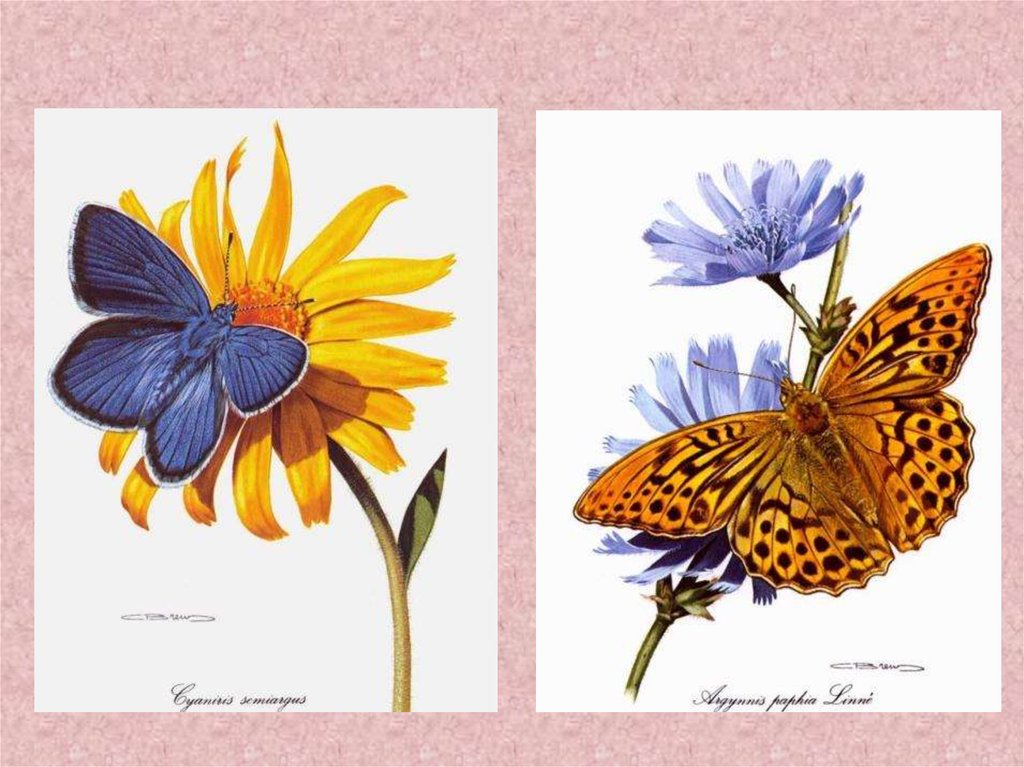 Название рисунков бабочки. Бабочка изо. Урок изо бабочка. Бабочка 1 класс изо. Цветы и бабочки изо 1.