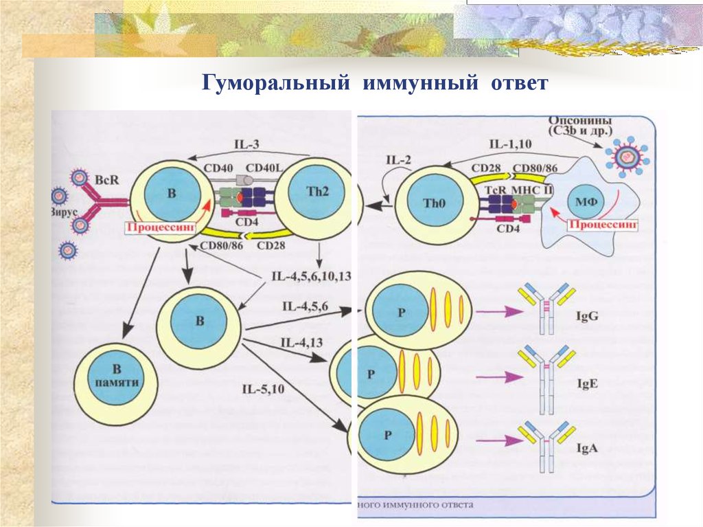 Схема кооперации клеток при формировании гуморального иммунного ответа