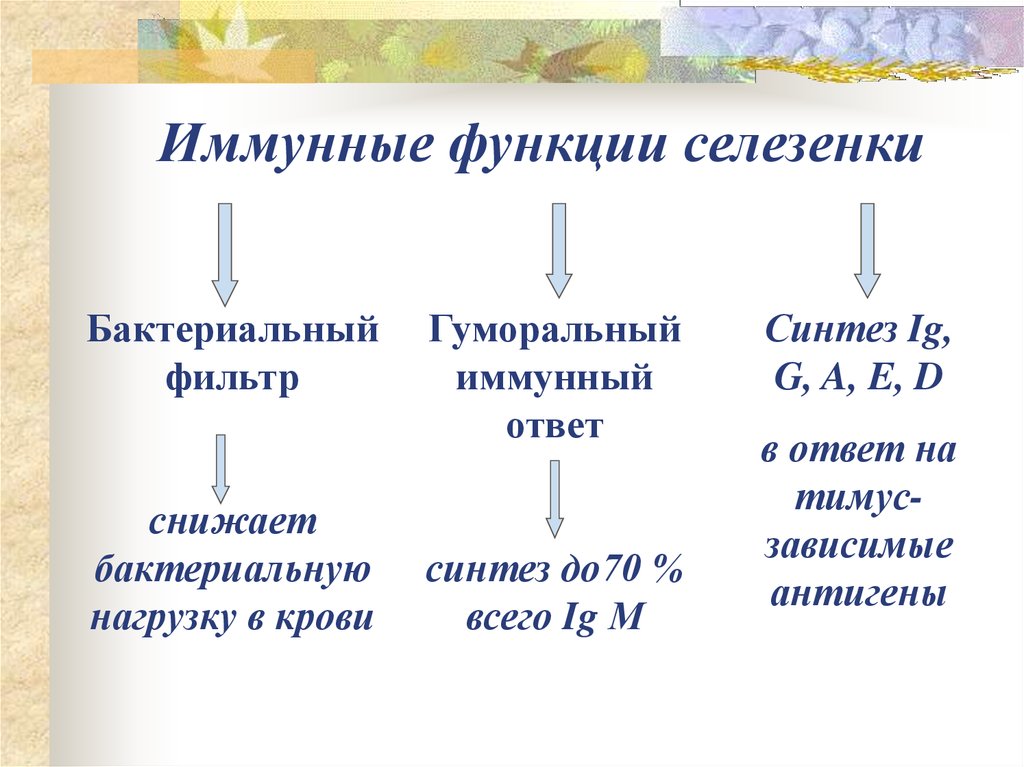 Функции селезенки. Иммунная функция селезенки. Функции селезенки в иммунной системе. Иммунокомпетентные структуры селезенки. Роль селезенки в иммунитете.