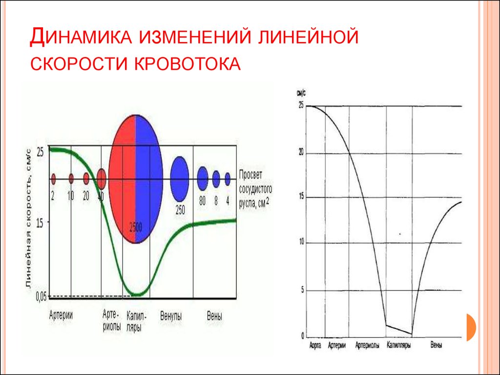 Линейная скорость кровотока больше