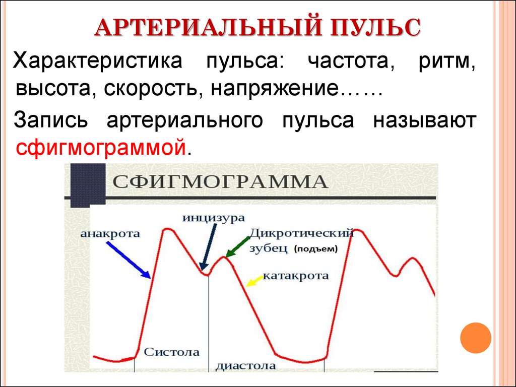 Частота ритма. Артериальный пульс сфигмография физиология. Характеристики артериального пульса. Характеристики артериального пульса физиология. Артериальный пульс схема.