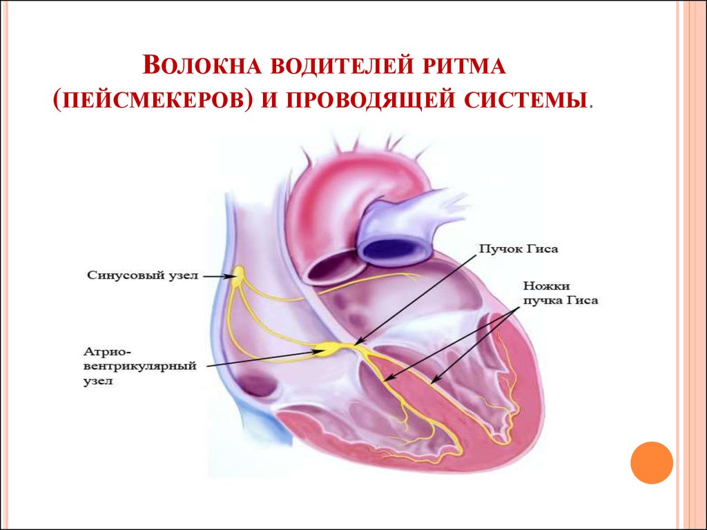 Сердце порядка. Водитель ритма сердца пейсмейкер. Проводящая система сердца пейсмейкеры. Водитель ритма синусно предсердного узла. Пейсмейкер сердца это физиология.