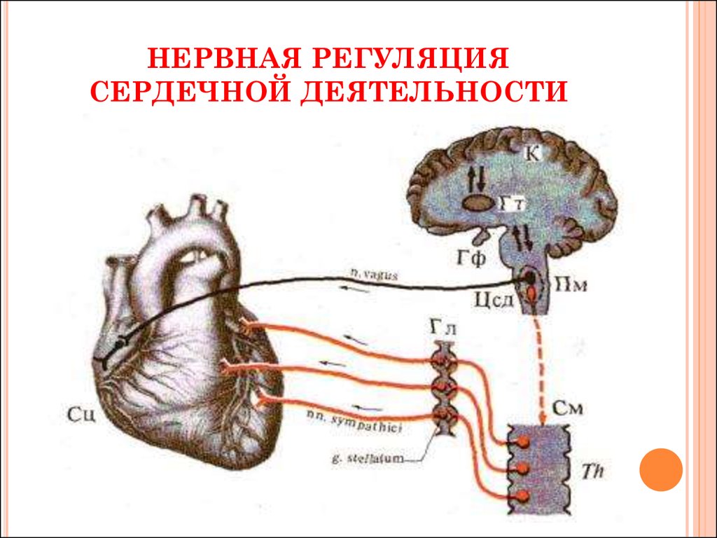 Сердечно сосудистый нервный центр. Схема регуляции сердечной деятельности. Иннервация сердца вегетативная нервная система. Схема регуляции деятельности сердца нервная. Вегетативная иннервация надпочечников.