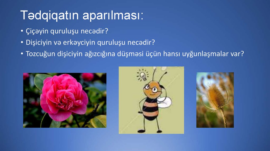 Tədqiqatın aparılması: