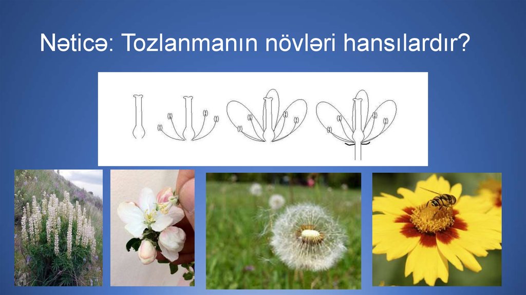 Nəticə: Tozlanmanın növləri hansılardır?