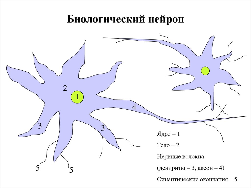 Искусственный нейрон. Биологическая модель нейрона. Схема биологического нейрона. Строение биологического нейрона. Структура биологического нейрона.