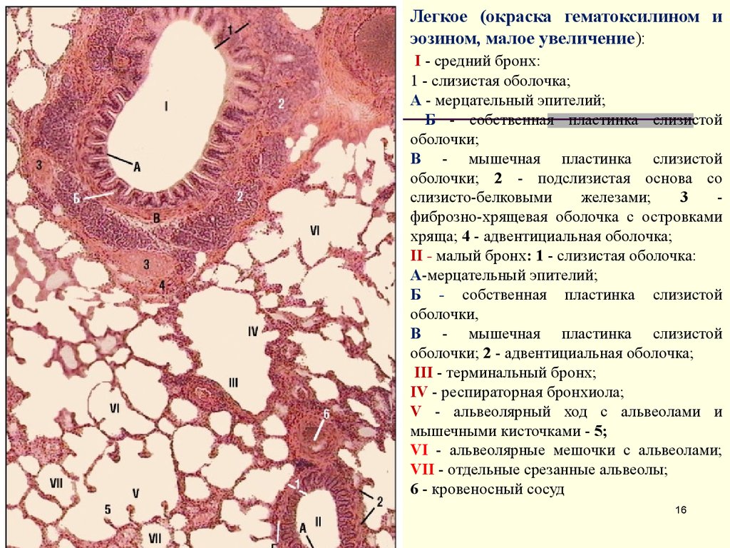 Эпителий крупных и средних бронхов