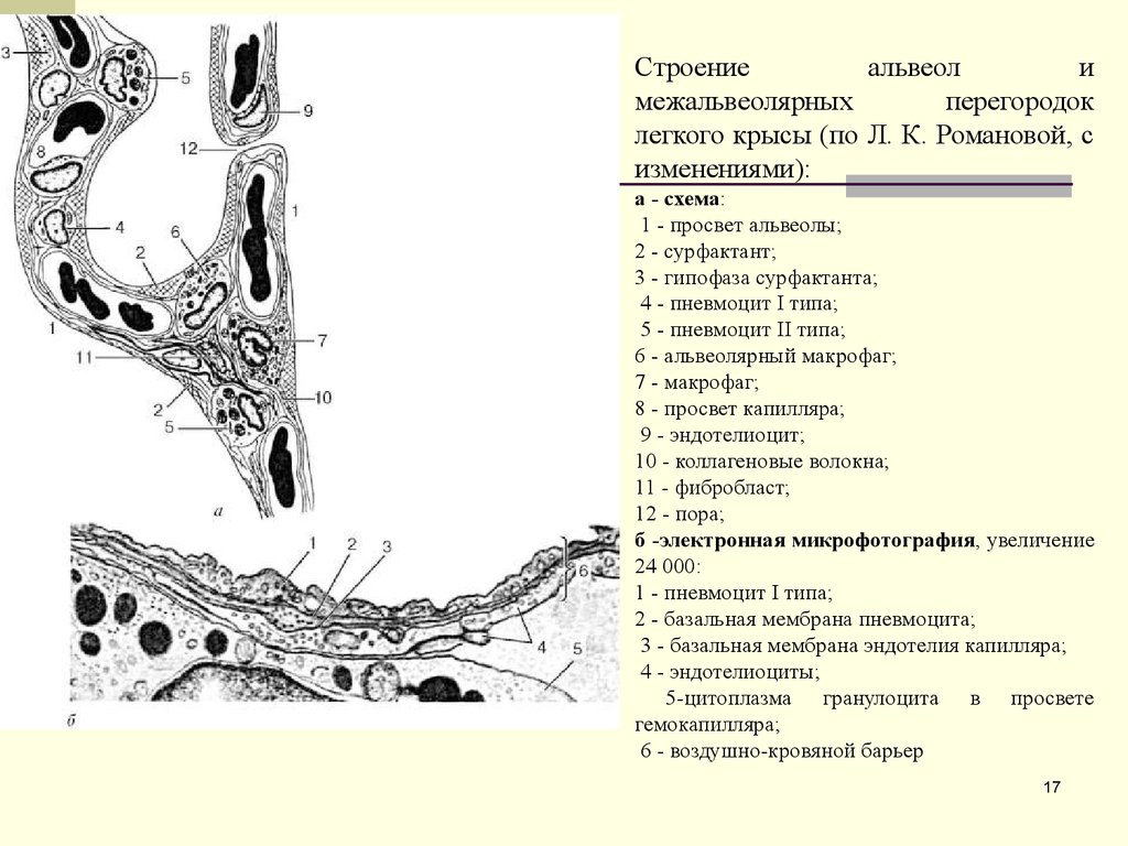 Аэрогематический барьер гистология рисунок