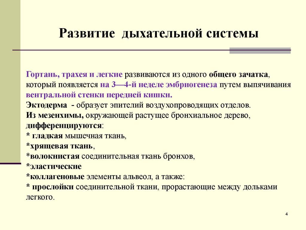 Под развитие. Источники развития органов дыхания. Формирование дыхательной системы. Развитие дыхательной системы анатомия. Дыхательная систем развитие органов дыхания..