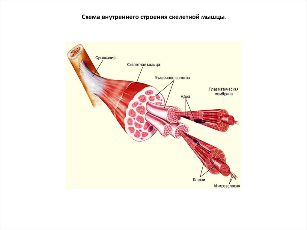 Схема строения скелетного мышечного волокна