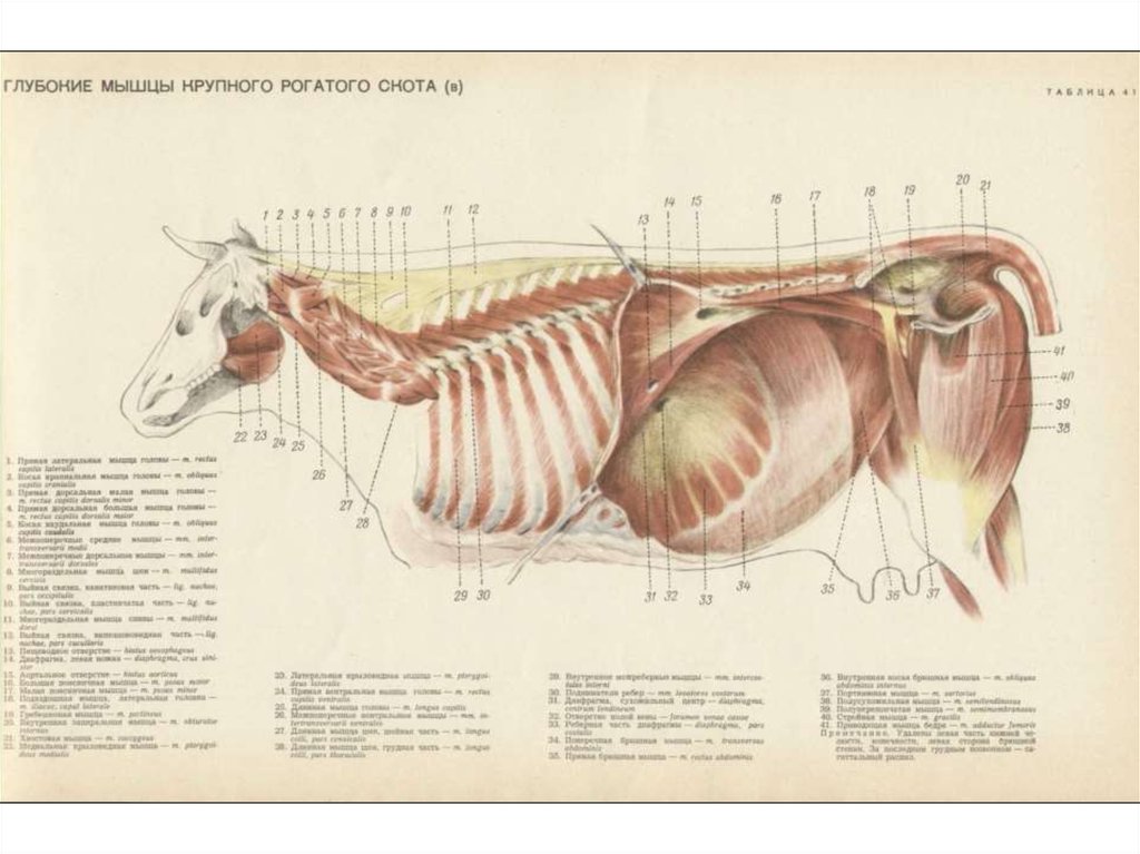 Мышцы коровы анатомия в картинках