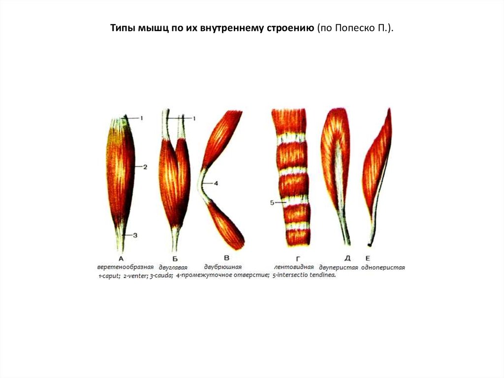 Мышцы виды. Классификация мышц анатомия. Классификация мышц мышц по форме. Классификация мышц по форме по строению по функциям по расположению. Классификация скелетных мышц анатомия.