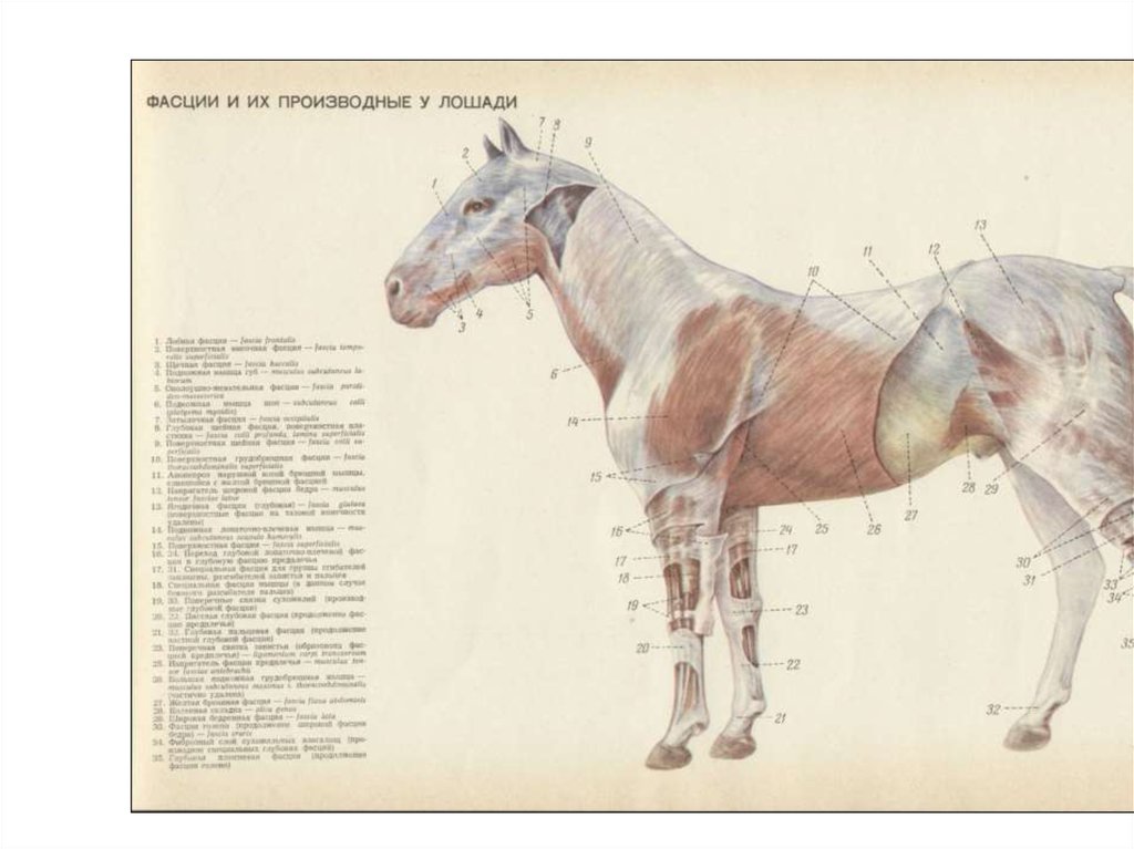 Анатомия и физиология зеленевский. Зеленевский анатомия лошади. Фасции лошади анатомия. Бурсы это анатомия животных. Шея лошади анатомия.