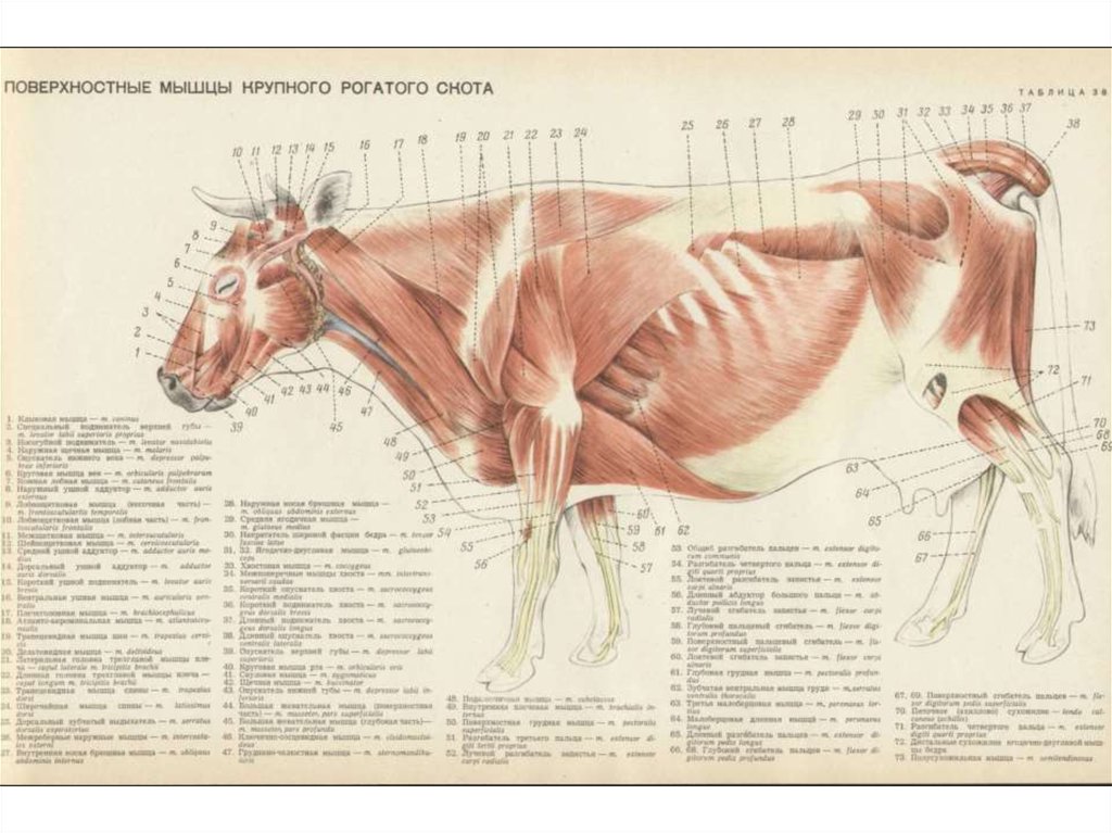 Мышцы коровы анатомия в картинках