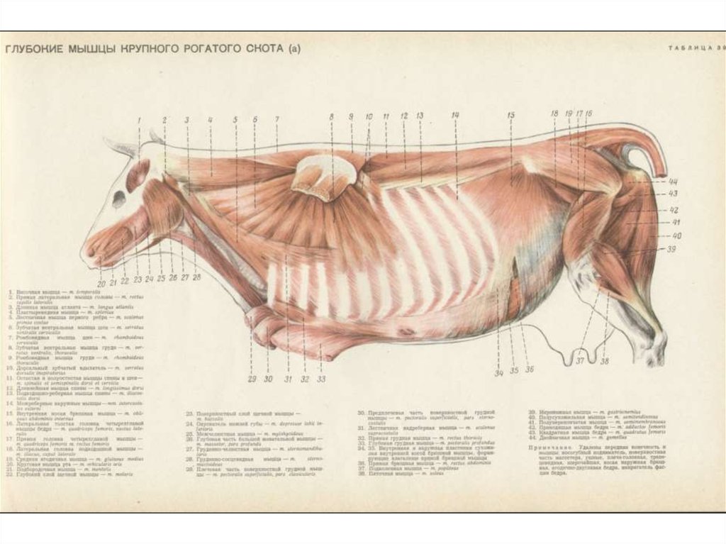 Мышцы коровы анатомия в картинках