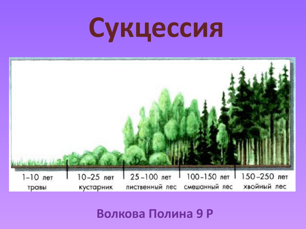 Схема развития вторичной сукцессии