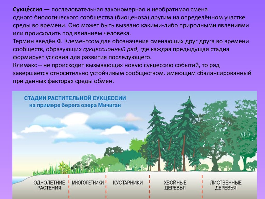 Смешанный лес факторы. Вторичная экологическая сукцессия. Первичная экологическая сукцессия. Схема вторичной экологической сукцессии. Возникновение первичной сукцессии.