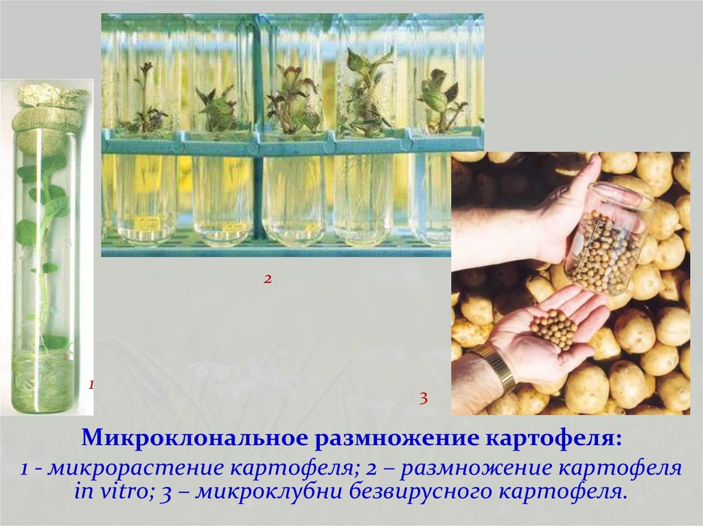 Схема микроклонального размножения растений