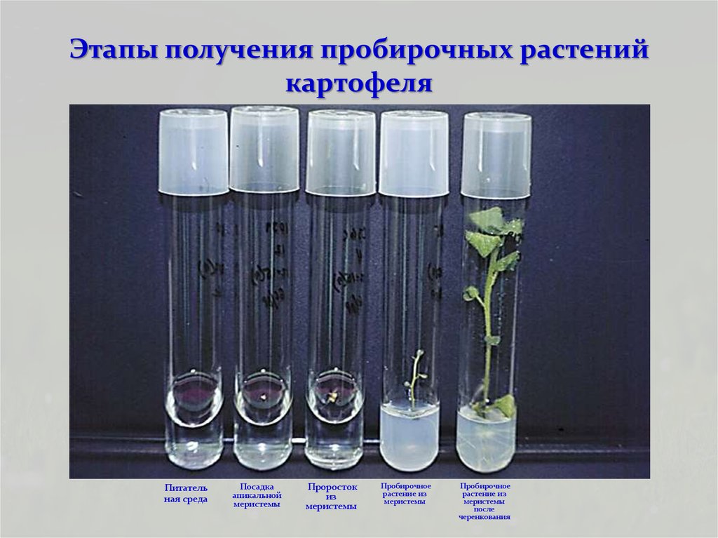 Этапы микроклонального размножения. Клональное микроразмножение растений этапы. Микроклональное размножение in vitro. Методы микроклонального размножения растений. Стадии микроклонального размножения растений.
