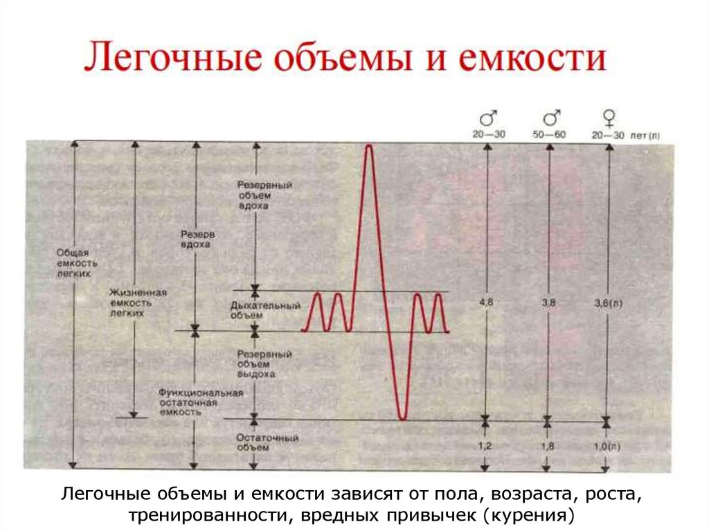 Жизненный легочный объем. Легочные объемы. Объемы легких и емкости. Легочные объемы и емкости физиология. Легочные объемы и емкости физиология таблица.