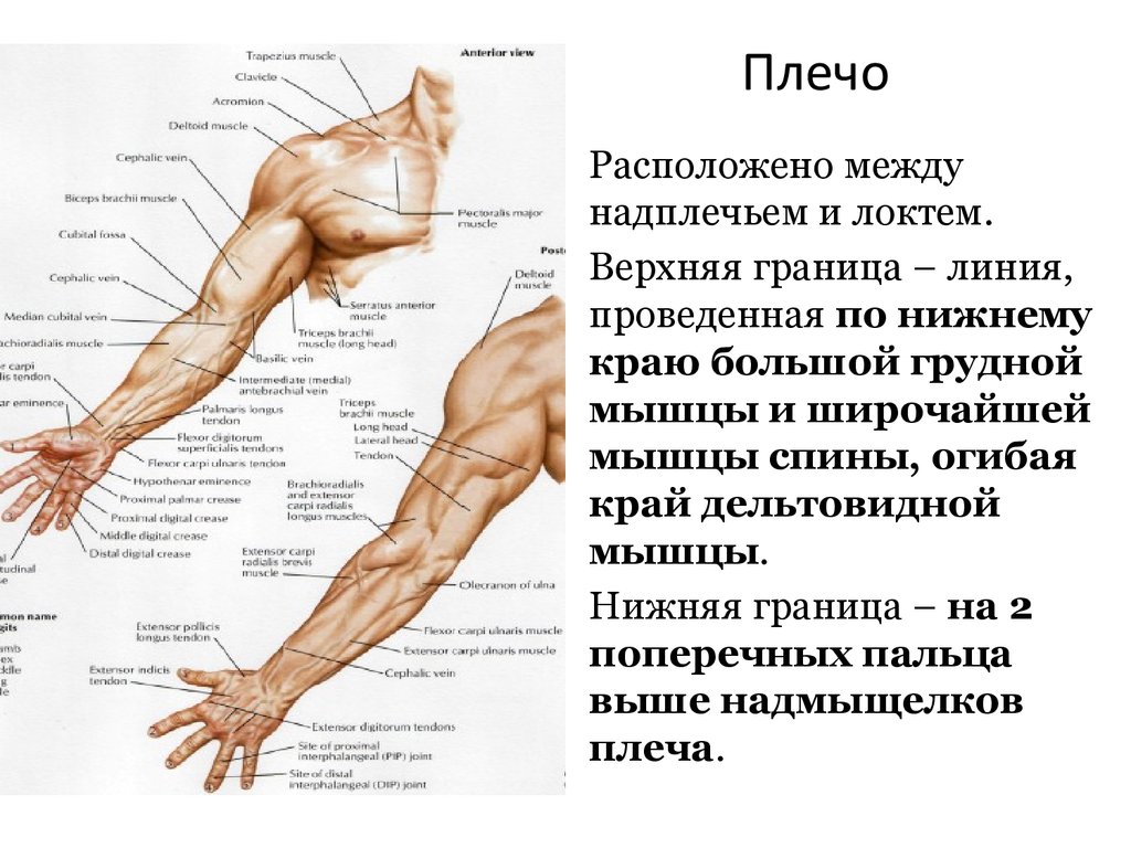 Покажи запястье человека. Строение руки человека с названиями. Части руки человека названия. Строение человека предплечье. Анатомия руки плечо предплечье.