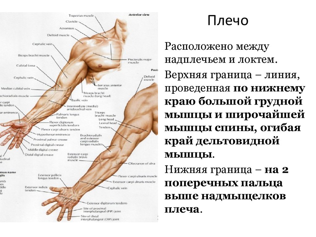 Где находится запястье руки у человека фото. Строение руки человека с названиями. Части руки человека названия. Строение человека предплечье. Анатомия руки плечо предплечье.