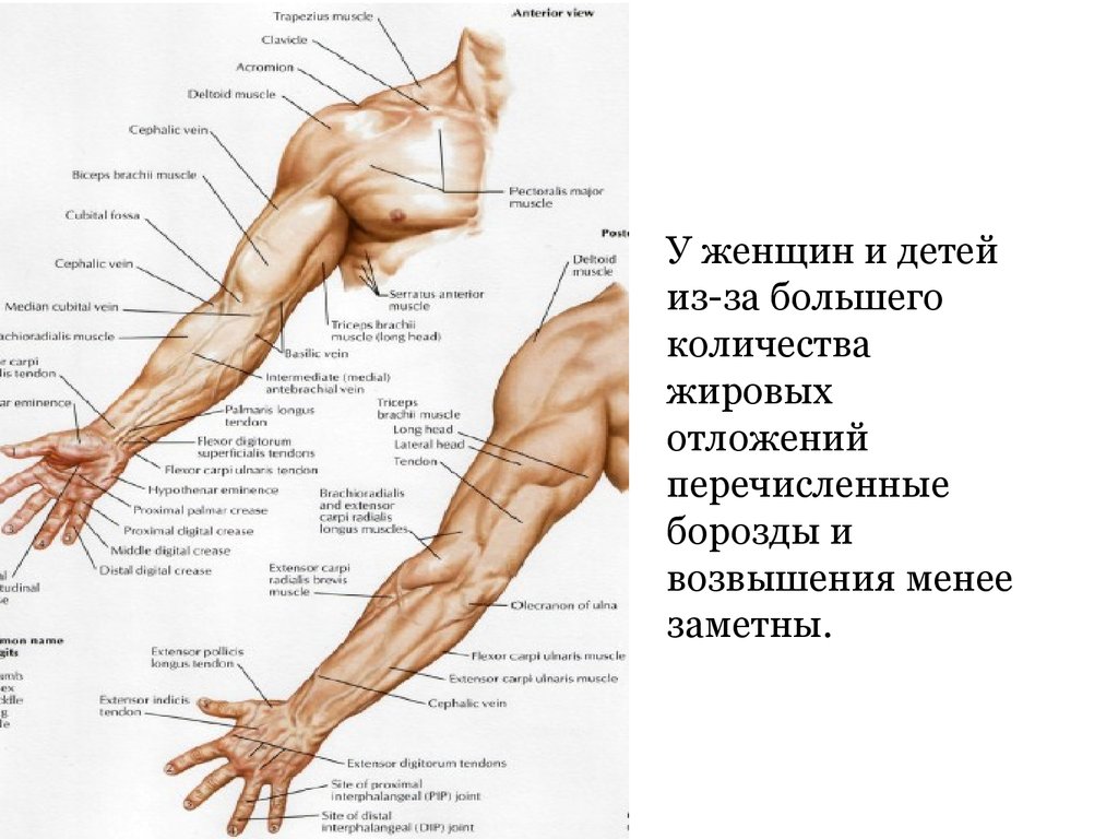 Анатомия верхней конечности