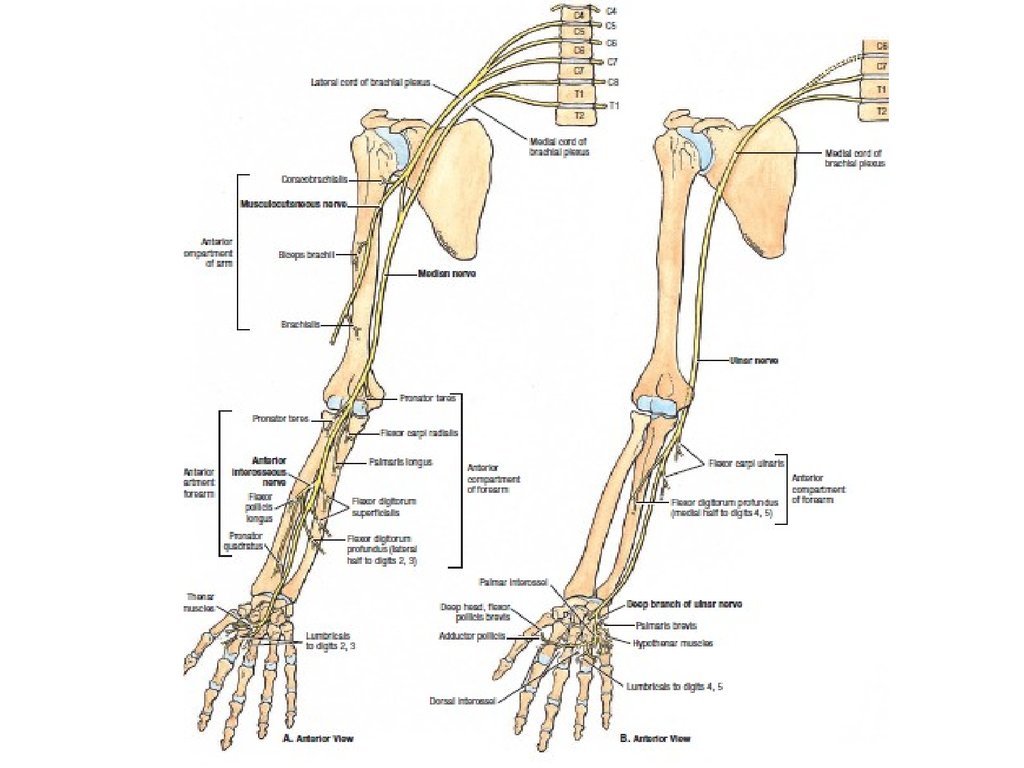 Части верхней конечности человека. Строение верхней конечности анатомия. Кости верхней конечности анатомия на латыни. Скелет верхней конечности анатомия латынь.