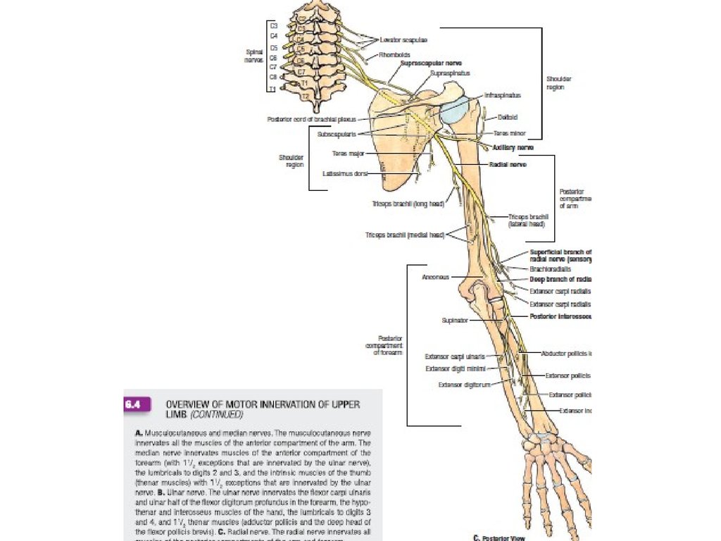 Иннервация верхней конечности схема
