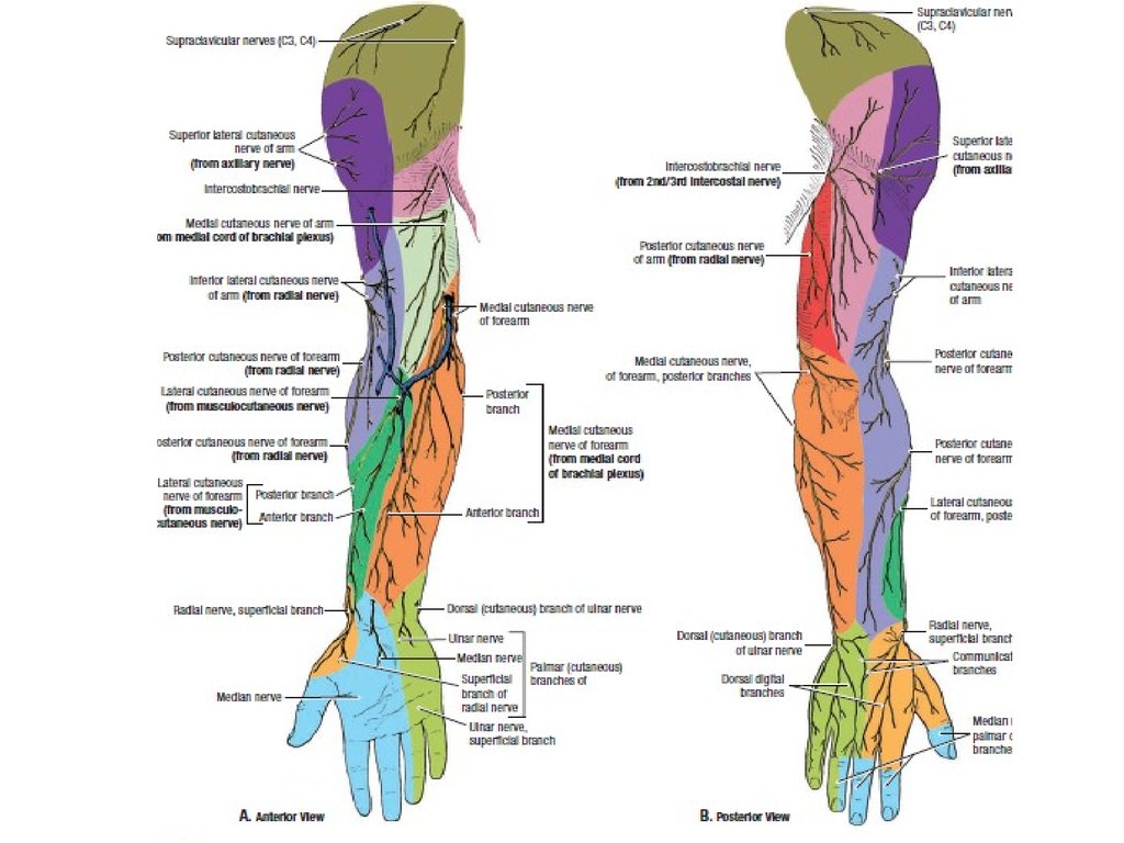 Схема иннервации верхней конечности