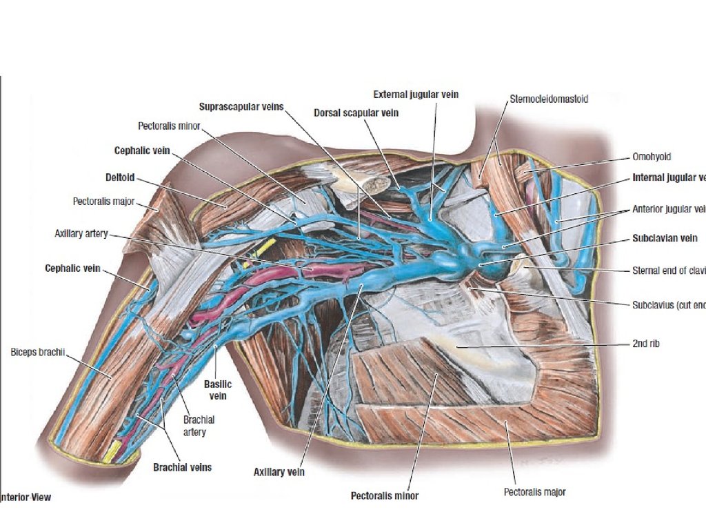 Тромбоз подключичных вен. Подмышечная Вена топографическая анатомия. Топографическая анатомия надплечья подключичная область. Подключичная Вена анатомия. Топографическая анатомия подключичная артерия и Вена.