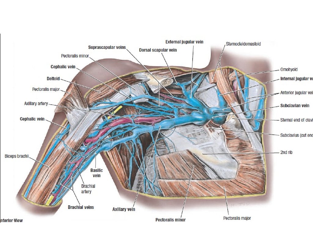 Вена анатомия. Подмышечная Вена топографическая анатомия. Подключичная Вена анатомия топография. Подмышечная Вена подключичная Вена. Топография подмышечной вены.