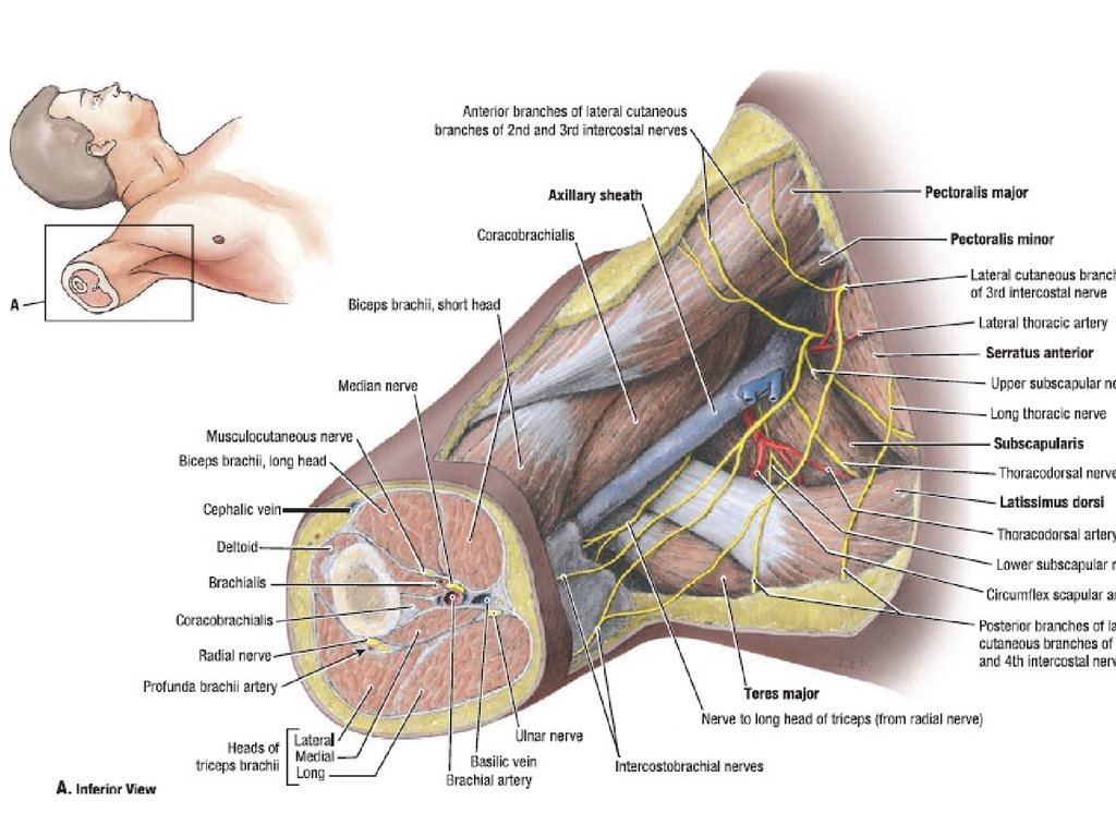 Область топографическая анатомия. Regio scapularis топографическая анатомия. Топографическая анатомия верхней конечности атлас. Срезы плеча топографическая анатомия. Топографическая анатомия лопаточной области атлас.