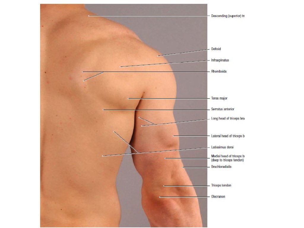 Надплечье. Плечо (часть тела). Области надплечья. Надплечье анатомия человека. Части тела плечо предплечье.
