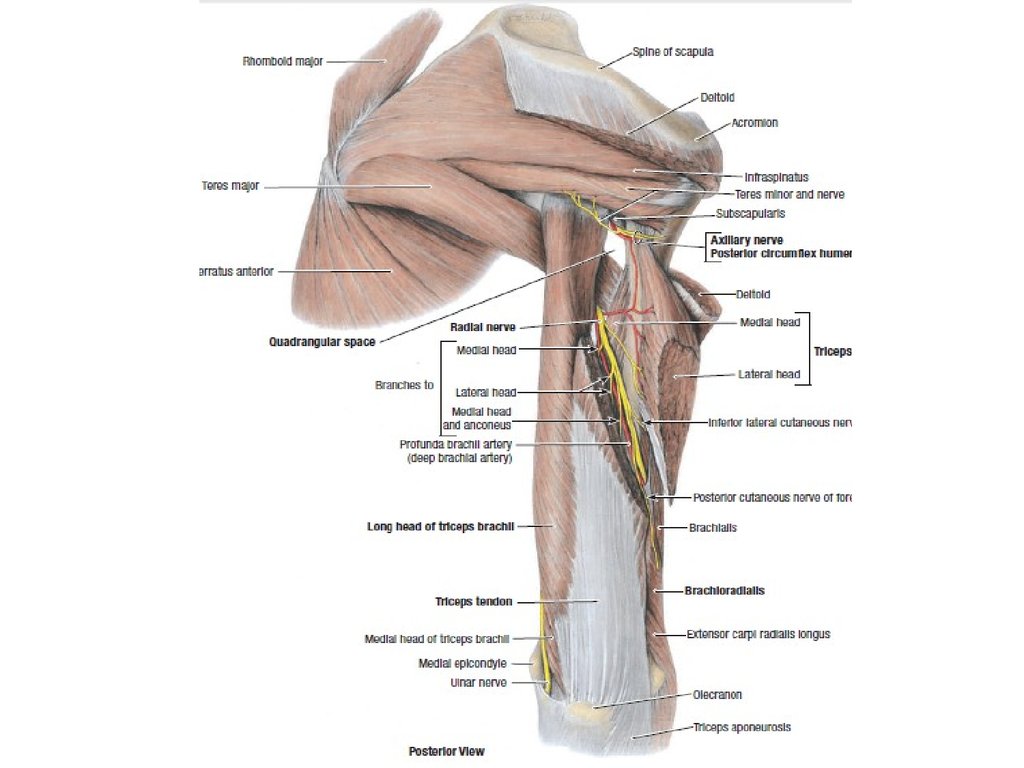 Musculus deltoideus анатомия