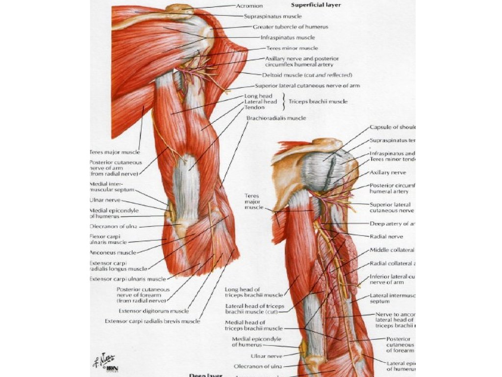Внутренняя поверхность плеча. Топографическая анатомия верхней конечности. Задняя поверхность плеча топография. СНП плеча топографическая анатомия. Передняя область плеча топографическая анатомия.