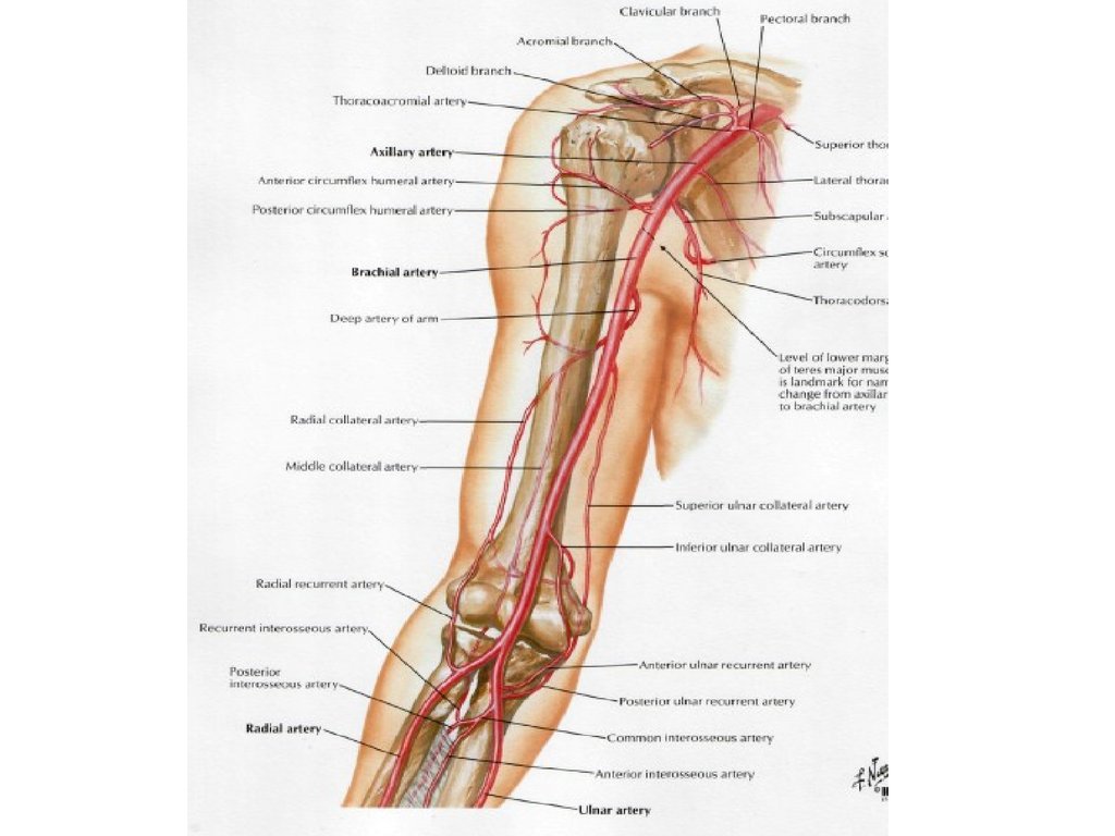 Кровообращение верхней конечности. Плечевая артерия топографическая анатомия. Вены локтевого сустава анатомия. Коллатеральное кровоснабжение верхней конечности. Локтевая артерия анатомия.