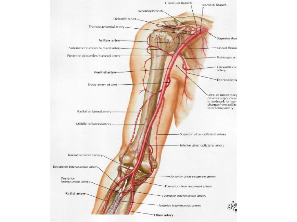 Плечевая артерия. Нервы верхней конечности топографическая анатомия. Коллатеральное кровообращение локтевого сустава. Кровоснабжение локтевого сустава анатомия схема. Артерия collateralis ulnaris Superior.